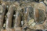 Partial Southern Mammoth Molar - Hungary #111853-3